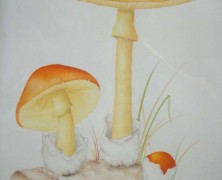 ILLUSTRAZIONE BOTANICA  MAESTRO LUCIA DONELLI